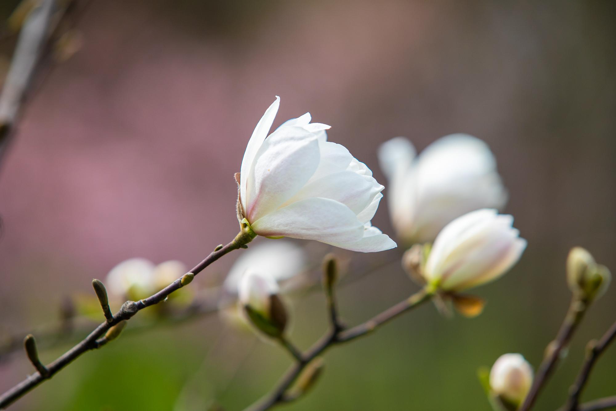 У Києві розцвіли магнолії і сакури: де побачити цю красу
